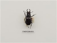 藏品(粟色深山鍬形蟲)的圖片